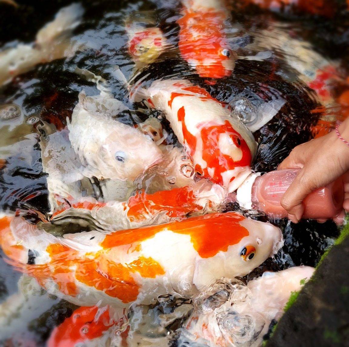 You can koi feeding at Bali Safari Park