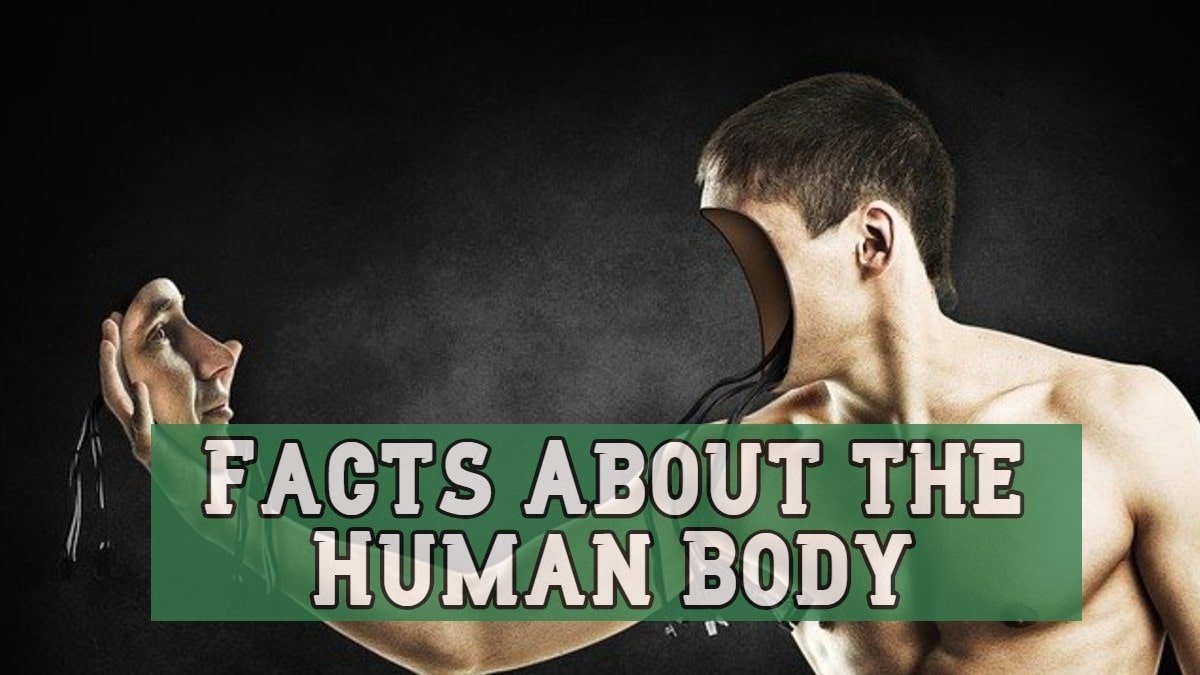 Facts About the Human Body