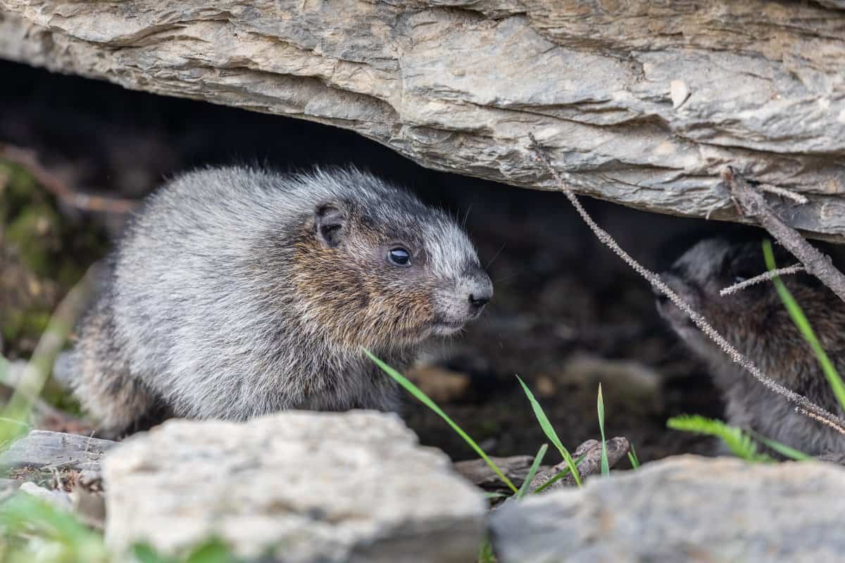 Marmot Safari, Slovakia