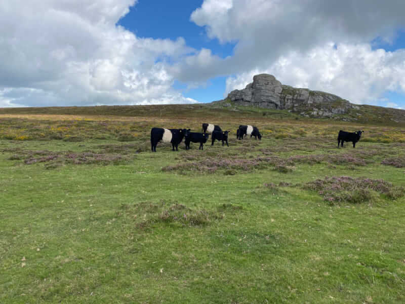 Das Dartmoor: Wandern zwischen Ponys und Schauergeschichten 2