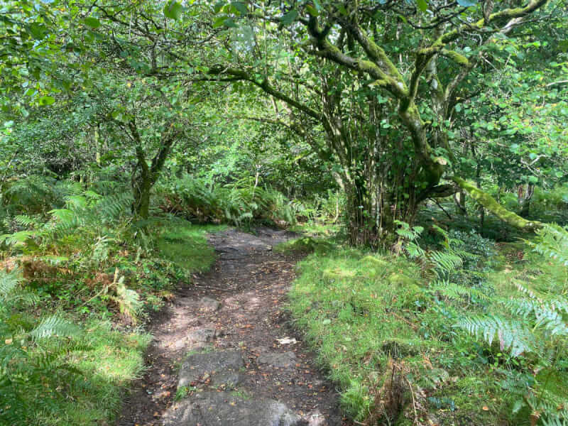 Das Dartmoor: Wandern zwischen Ponys und Schauergeschichten 3