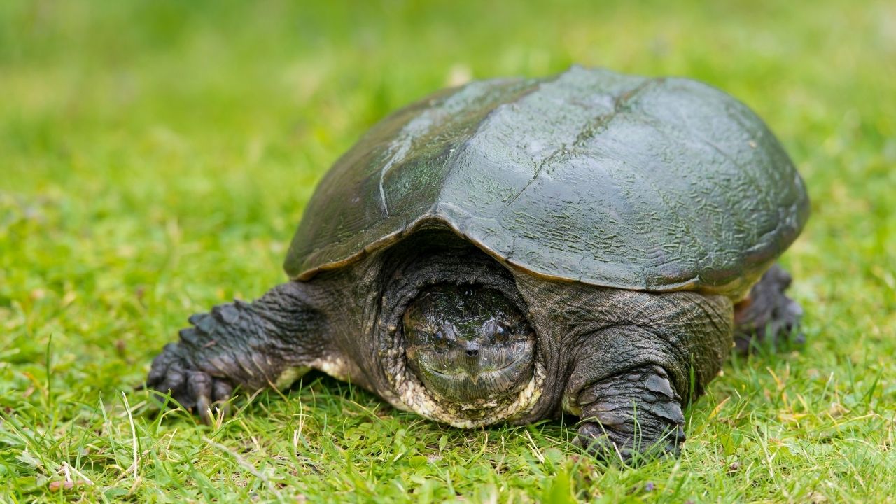 How Much Does A Snapping Turtle Cost? The Turtle Hub