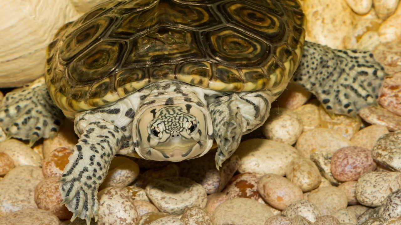 Diamondback Terrapin Diet & Feeding Guide For Beginners The Turtle Hub