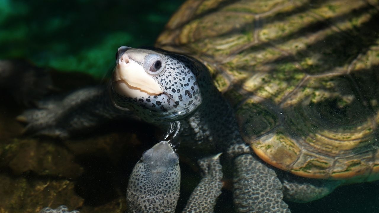 Diamondback Terrapin Lifespan How Long Can They Live? The Turtle Hub
