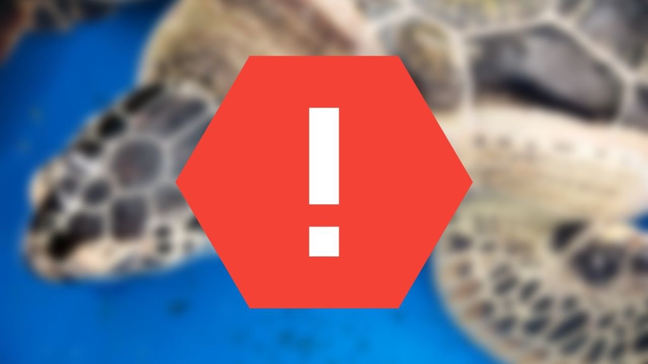 Is Sea Turtle Conservancy Real? What You Don't Know – The Turtle Hub
