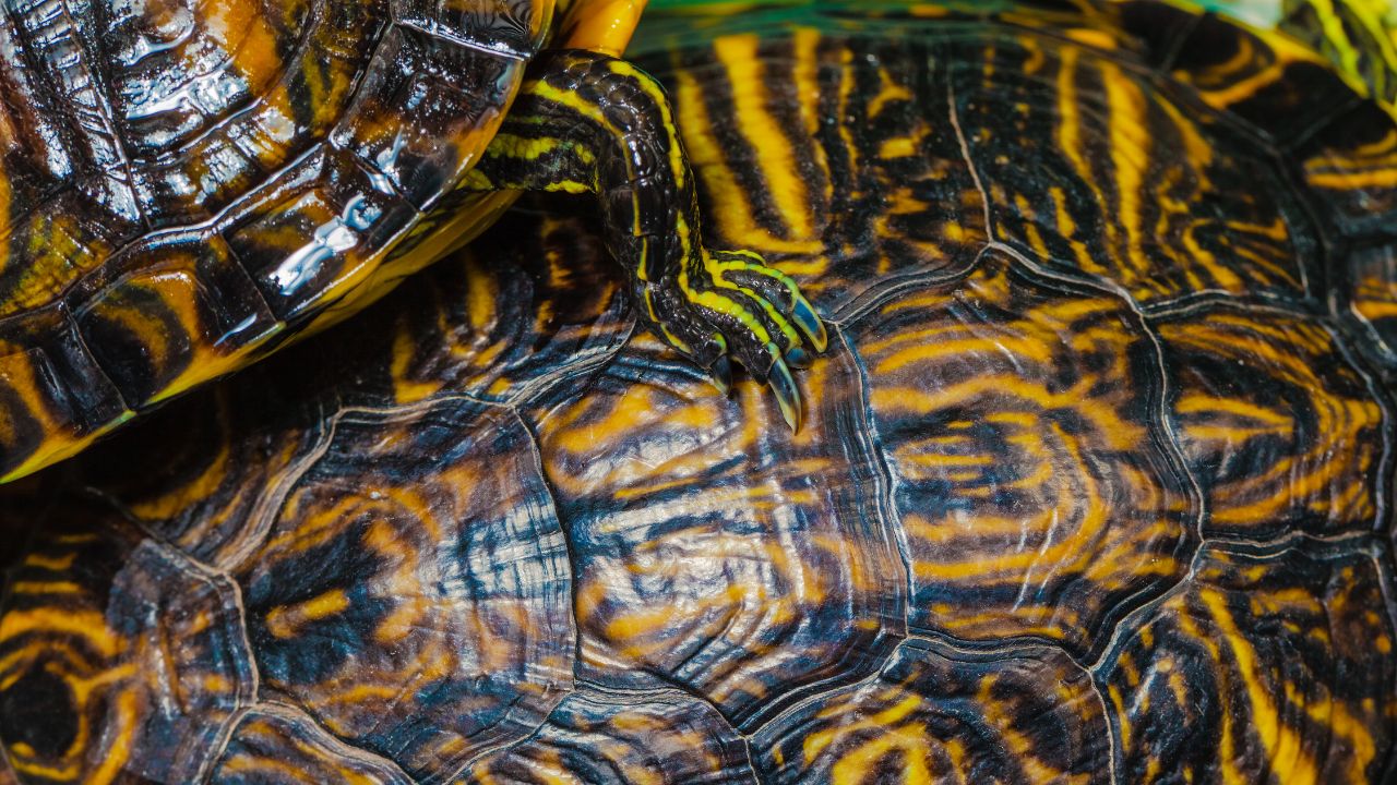 How To Clean A Turtle’s Shell Easily? The Turtle Hub