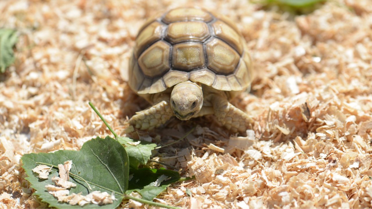 5 Best Substrate Options For Sulcata Tortoise [Buying Guide] The