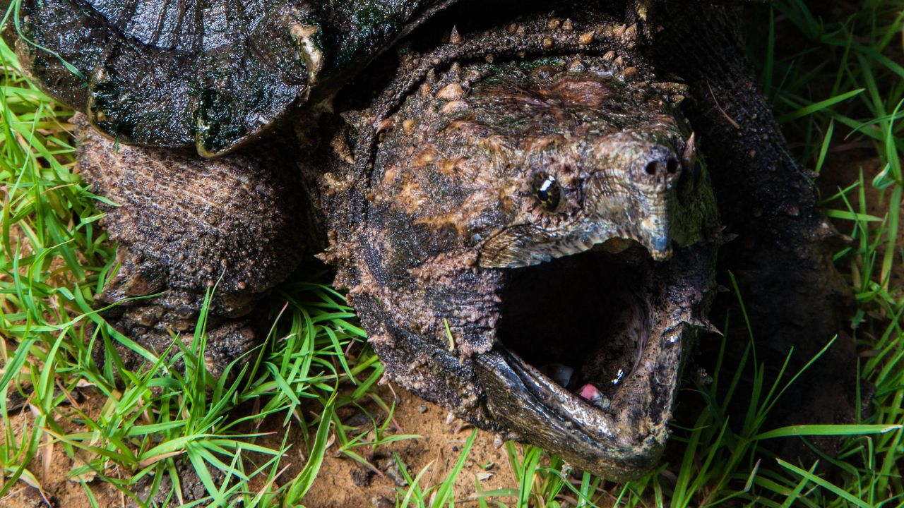 Where Do Snapping Turtles Live In The Wild? The Turtle Hub