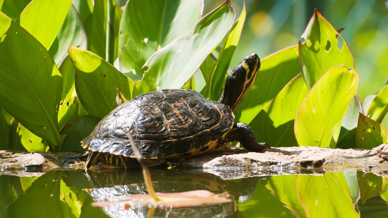 best plants for turtle ponds