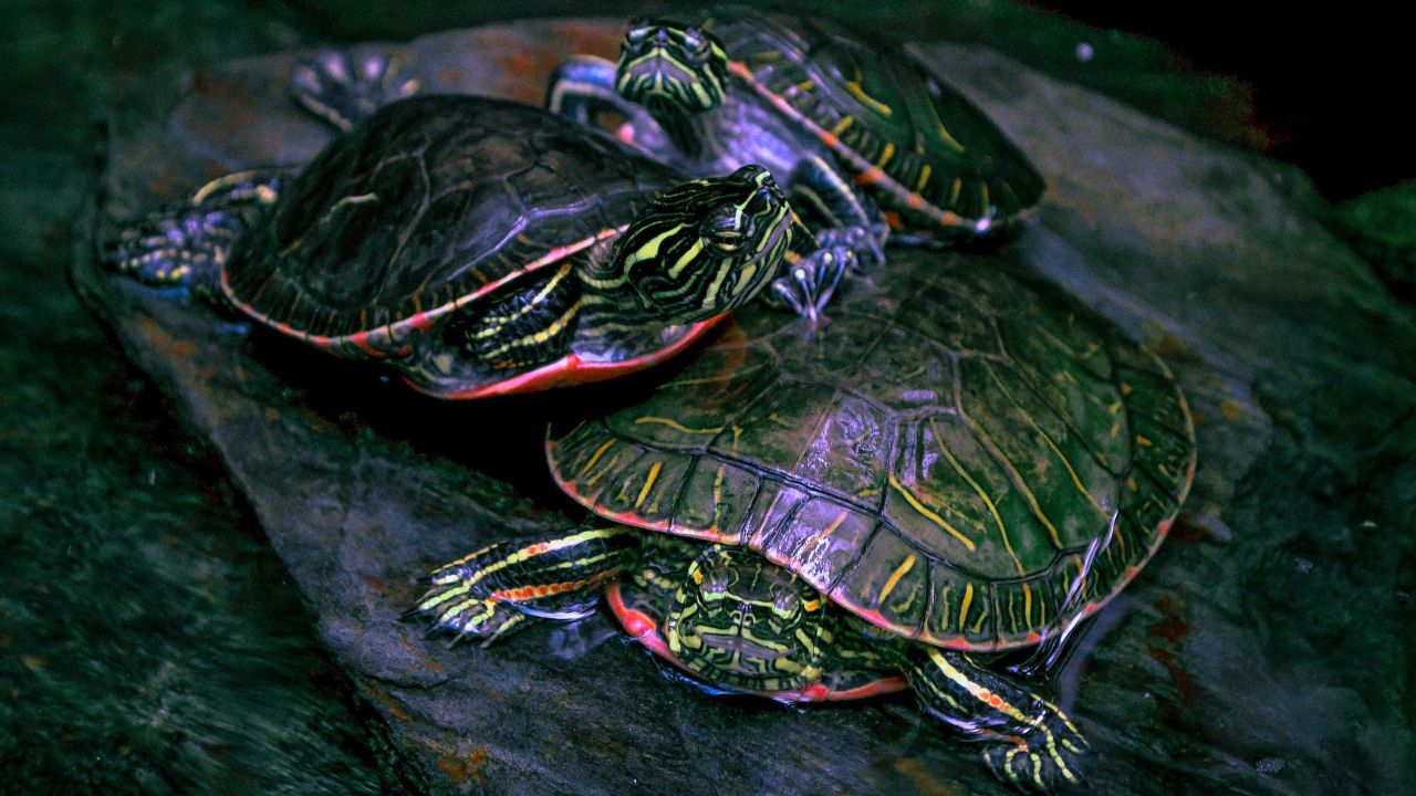 How To Take Care of A Baby Painted Turtle? [Foolproof Guide] – The