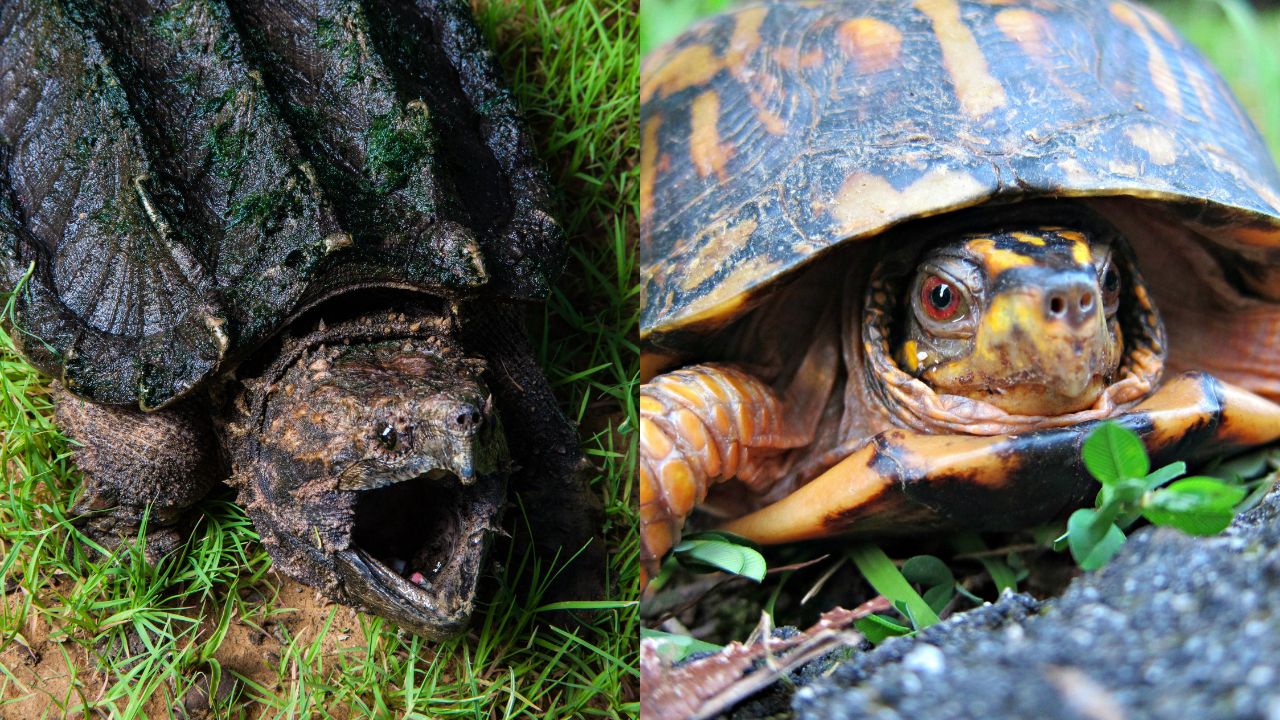 Snapping Turtle Vs Box Turtle 15 Differences The Turtle Hub snapping-turtle-vs-box-turtle-15-differences-the-turtle-hub