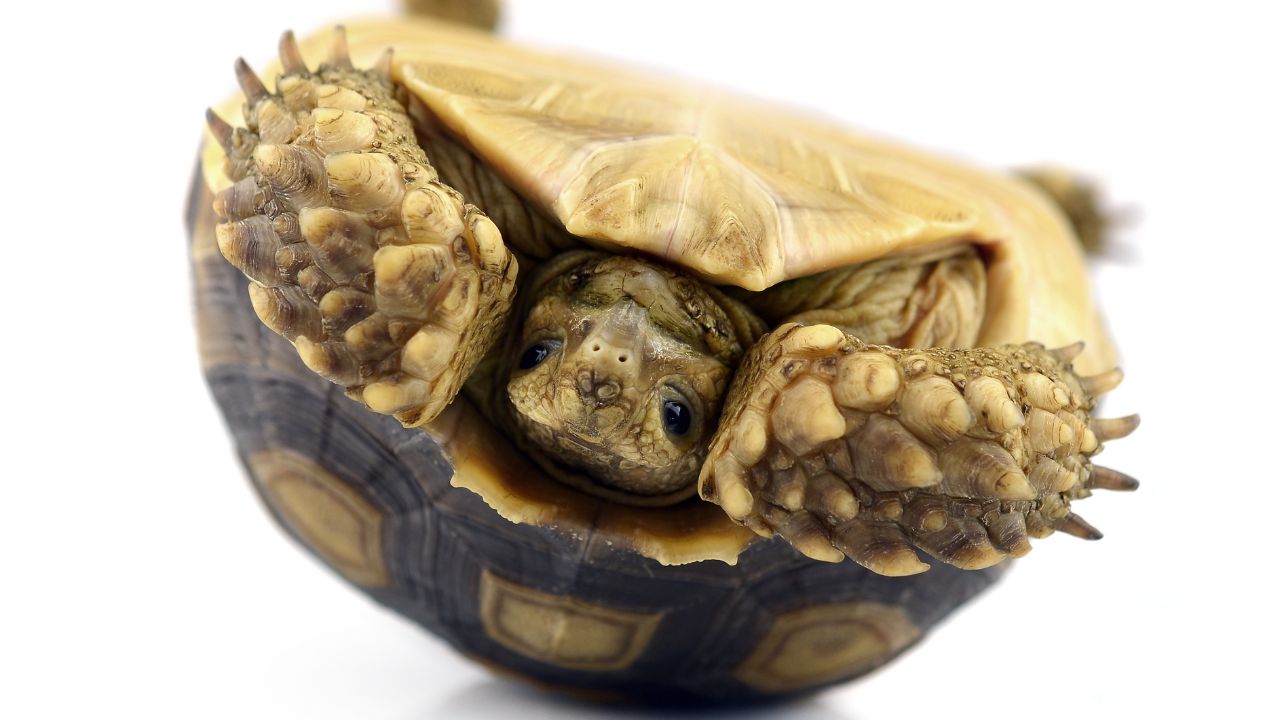 What To Do If My Tortoise Is On Its Back? [3 Reasons] The Turtle Hub