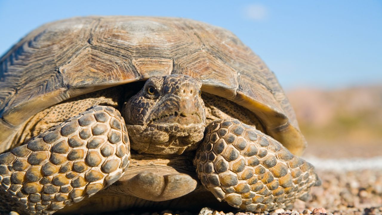 Are Tortoise Bites Dangers & How To Avoid Them? The Turtle Hub
