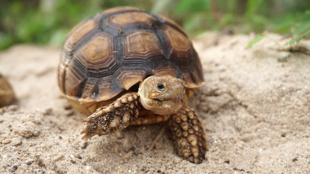 Do Turtles & Tortoises Have Tails? The Turtle Hub