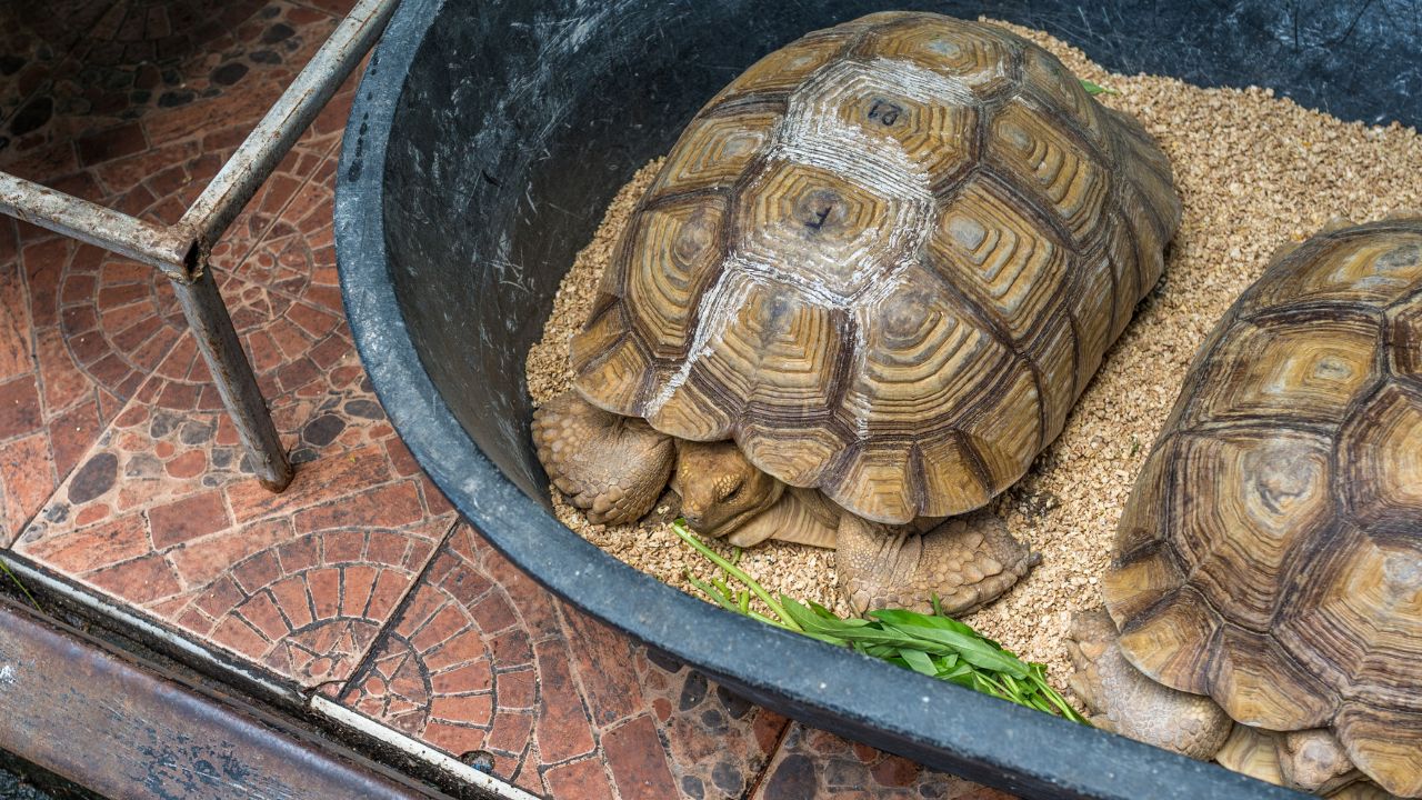 How To Sell Your Tortoise? [Tortoise Selling Guide] The Turtle Hub