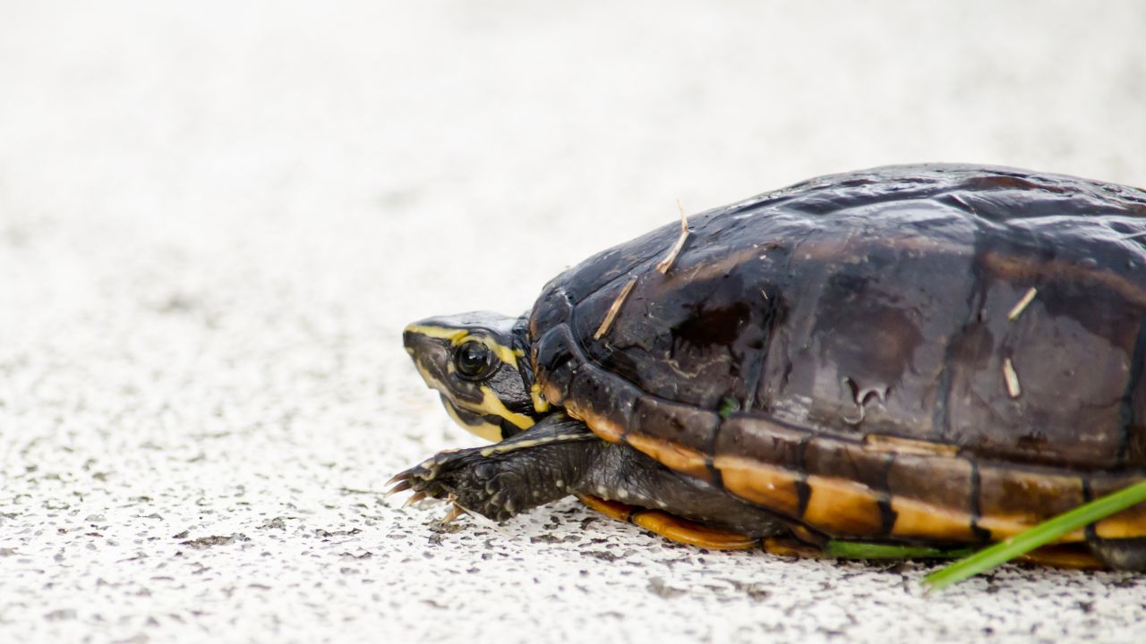 What Do Yellow Bellied Turtles Eat? The Turtle Hub