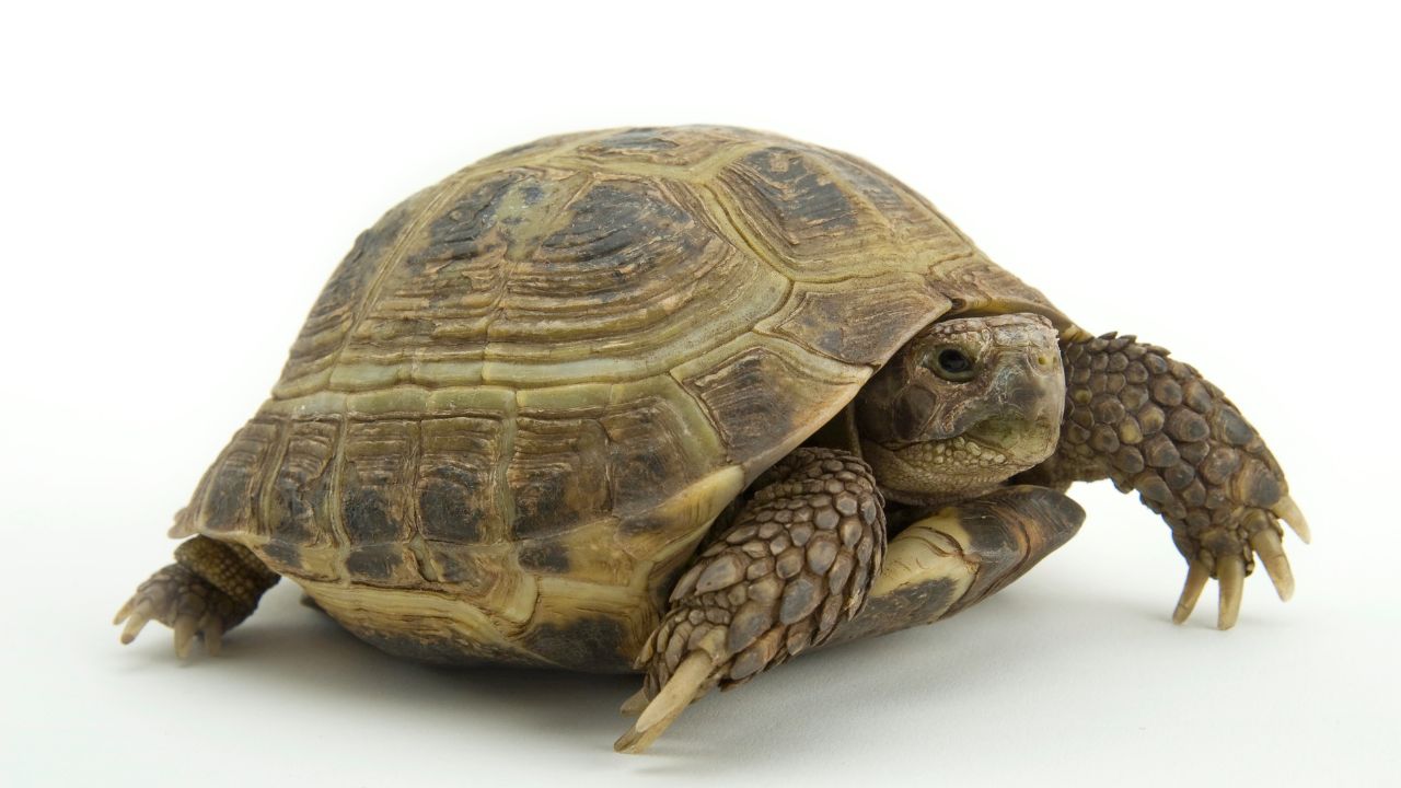 Russian Tortoises For Sale The Benefits Of Buying Online The Turtle Hub
