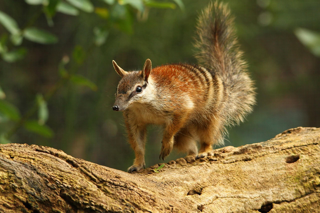 Numbat