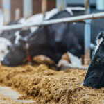 A researcher reports on reducing the carbon footprint of dairy herds