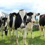 ADM Animal Nutrition Introduces NutriPass L Encapsulated Lysine