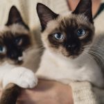 ADM-led study focuses on cat digestive health