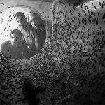 Agroloop and FreezeM partner for world's first decoupled BSF protein facility