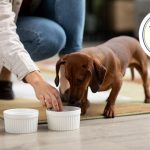 Alltech secures PSC reaccreditation for 5th year