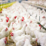 Anitox shares how Termin-8 can support productivity in poultry