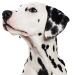 Argenta acquires Pen & Tec