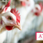Atria aims to improve competitiveness of poultry business in Finland