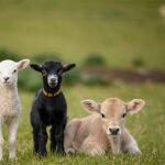 Biochem expands RumiPro product line