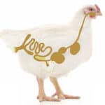 Biomin takes part in €10M research project to improve animal health