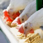 Biovet obtains patent of Alquernat Nebsui in Colombia