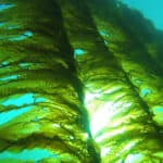 Blue Farming® for sustainable and organic agriculture from Seaweed Company