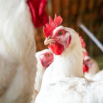 Boehringer avian influenza vaccines receive EU support