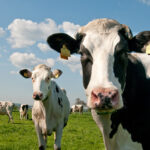 CCPA Group highlights livestock support progress for 2024