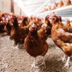 Cage-free egg production gains momentum in Indonesia