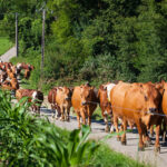 Cargill expands Australian beef market presence with Teys acquisition