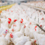 Cherkizovo Group acquires the largest poultry producer of Urals