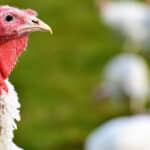 Cherkizovo acquires turkey producer Krasnobor