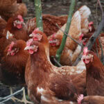 Danish study warns of feather pecking threat in egg production