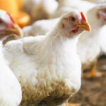 EFSA publishes positive scientific opinion on Phileo by Lesaffre’s bacteria probiotic