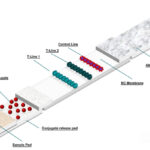FOLIUM Science to launch lateral flow test for Salmonella