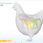 Feed additives for bio security and gut health