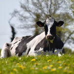 Feed-specific data could help UK farmers cut emissions