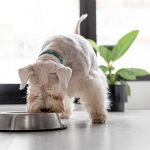 FoodScience expands pet wellness portfolio with new acquisition
