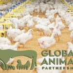 GAP releases initial list of eligible broiler breeds for certification