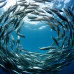 Global seafood market navigates tariffs and shifting consumer choices