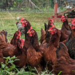 Hawaiʻi poultry farmers turn to local plant to cut feed costs