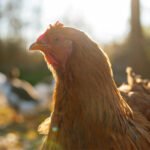 Hendrix Genetics expands poultry breeding program